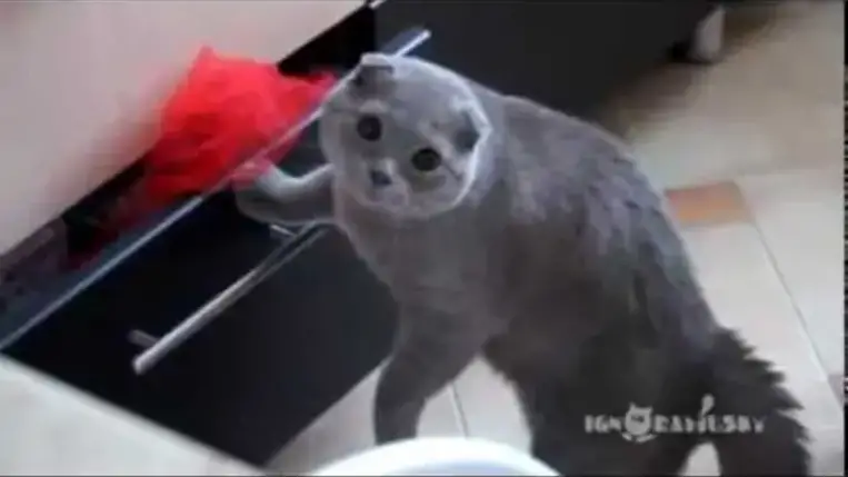 Tetten érik a macskát, amint a fiókból lop (Video)