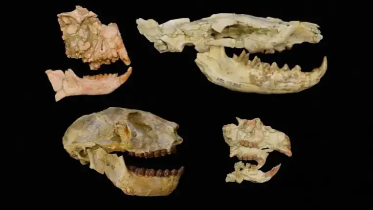 Korábban ismeretlen tömeges kihalási esemény történt Afrikában