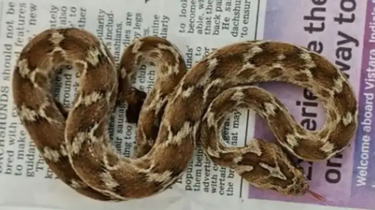 A világ legveszélyesebb kígyójára találtak rá egy csomagban Angliában