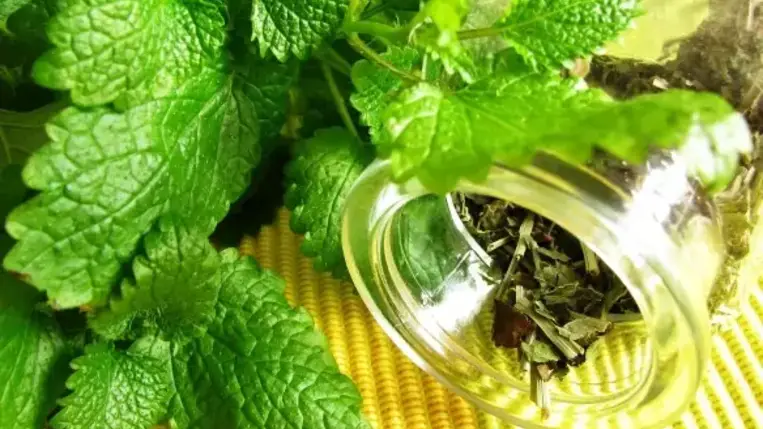 4 ok, miért legyen citromfű a konyhában