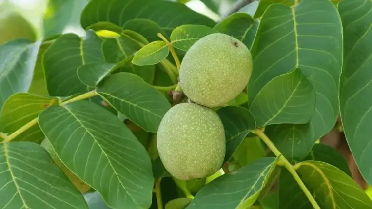 Mire használhatjuk a diófalevelet?