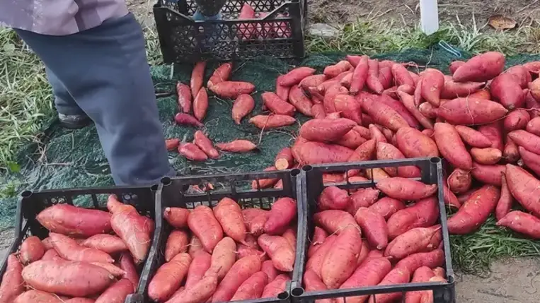 Mikor és hogyan takarítsuk be az édesburgonyát (batátát)?