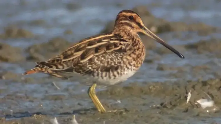 Kihalás fenyeget minden ötödik európai madárfajt