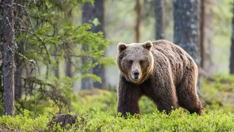Medve támadt egy biciklisre az Egyesült Államokban