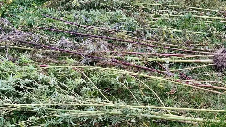 Kannabiszt találtak egy férfi házában Munkácson