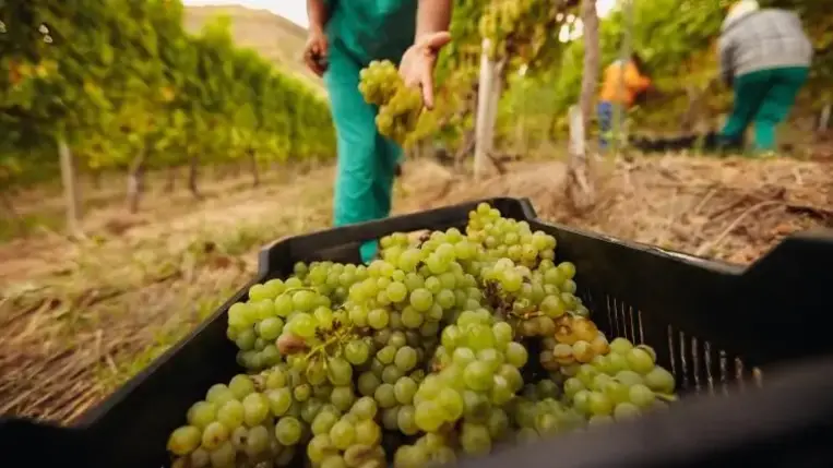 A szőlő ezért egészséges