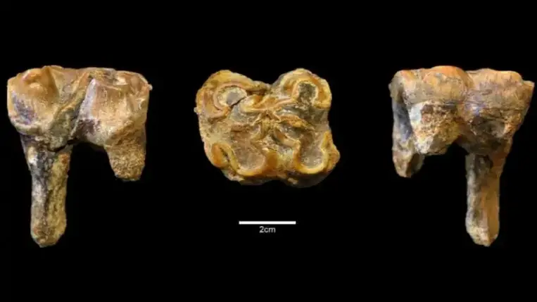 El tud képzelni egy 3200 kilogrammos, óriás vízilovat?