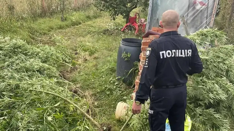 Kendert termesztett egy férfi a Beregszászi járásban 