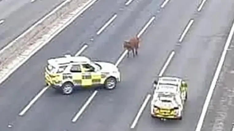 Egy tehén békésen sétált az angliai autópályán