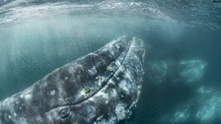 Egy titokzatos ősi lény, amely látott a sötét mélytengerekben