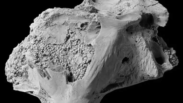 Több száz furcsa, apró kövületet találtak a halkoponya belsejében