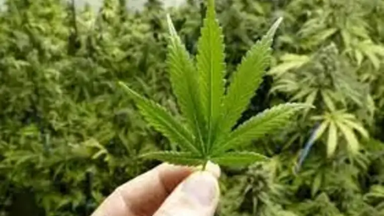 Kendertermesztés miatt 1700 hrivnya pénzbírsággal sújtották az ungvári informatika tanárt