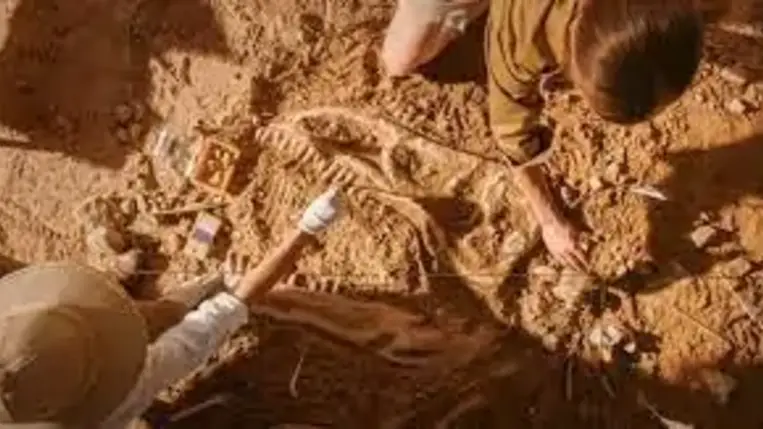 Dinoszauruszevő krétakori krokodil maradványait azonosították (Video)