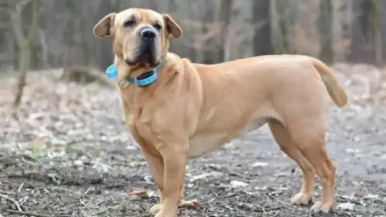 Csak a hangunk alapján is felismer bennünket a kutyánk 