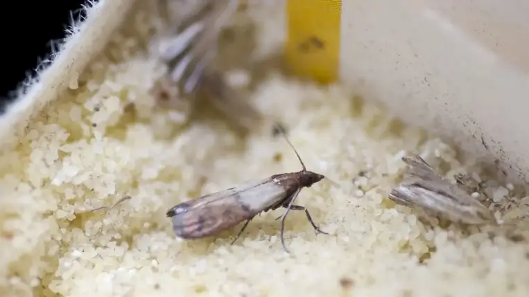 Molyok – lényegében mindegyik tárolt száraz, aszalvány és növényi eredetű terméket képes károsítani.  Ide értve a szemes termékeket, az aszalvány és a fűszer és más őrleményeket is. 