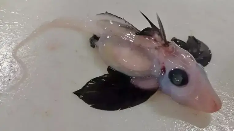 Földönkívülire emlékeztető lényt fogtak ki a tengerből