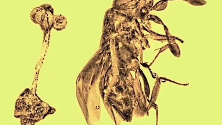 Harminc millió évről mesél a borostyánban rekedt darázs és virág