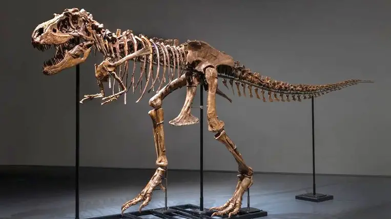 76 millió éves dinoszaurusz-csontváz kerül kalapács alá