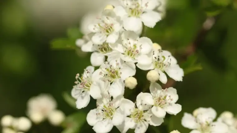 Galagonya: a legjobb szíverősítő, vérnyomáscsökkentő