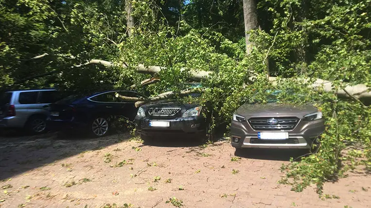 Két Subarut, két Fordot, egy Lexust és egy Teslát rongált meg egy kidőlt fa Kárpátalján.