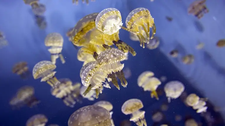 Elözönlötték a medúzák a tengert, több ezer állat vette körül a csónakot