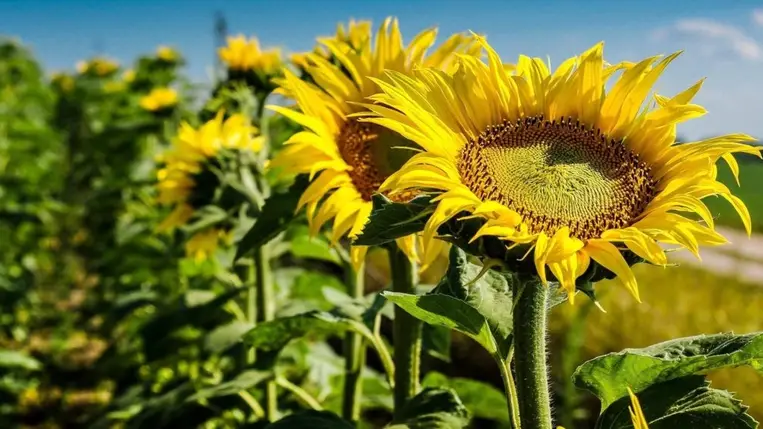 Közel felére csökkenhet a napraforgómag-termelés Ukrajnában