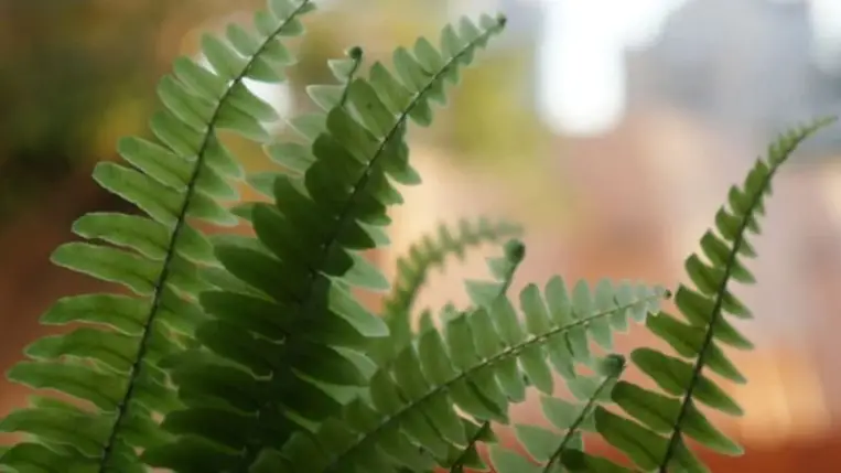 Megvan, ezek a legjobb szobanövények