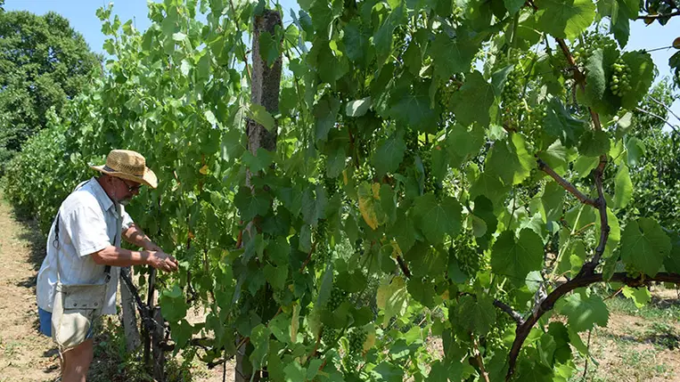 A gazda kora tavasztól úgy formálja, terheli a tőkéket, hogy azok nem csupán most, hanem hosszú éveken át biztosítsák a minőségi termést. 