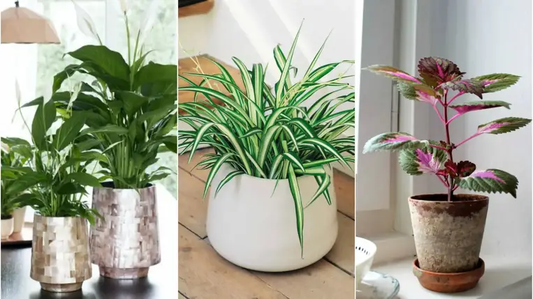  5 „oxigén gyártó” növény a lakásodba – Hatékonyan tisztítják a levegőt! 