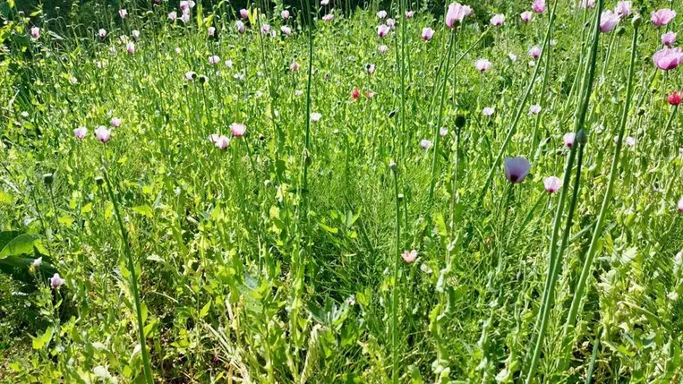 Nagyszőlős környékén több száz mákszárat foglaltak le a kárpátaljai rendőrök