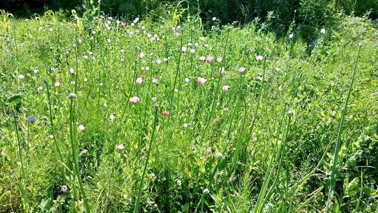Nagyszőlős környékén több száz mákszárat foglaltak le a kárpátaljai rendőrök