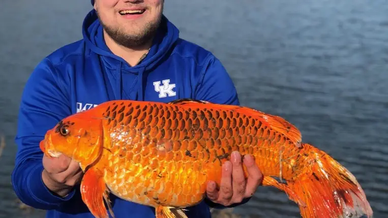 Gyilkológéppé változott aranyhalaktól rettegnek Nagy-Britanniában