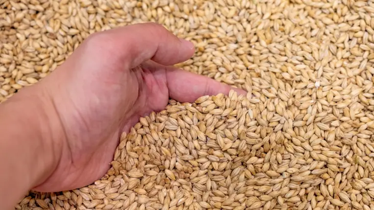 Kormányzó: több tízezer tonna agrárterméket vittek ki az oroszok Luhanszk megyéből