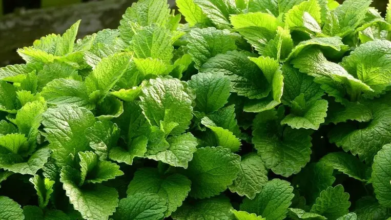 6 növény, ami távol tartja a szúnyogokat vegyszerek nélkül