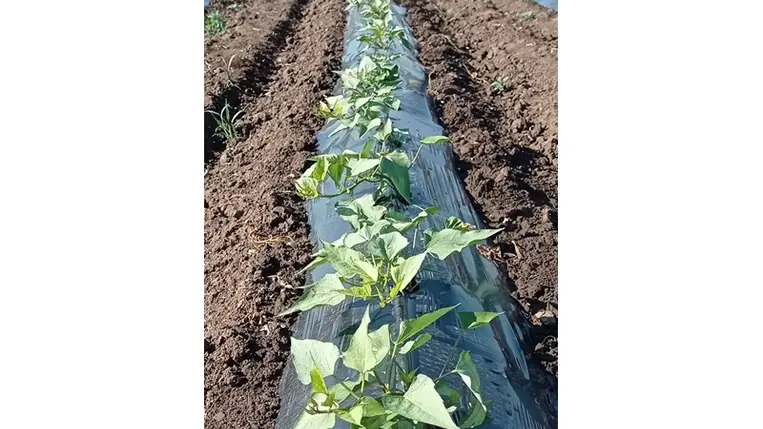 Az édesburgonyát, vagy másik nevén batátát – ellentétben a burgonyával – nem gumójáról, hanem a gumójából kinevelt hajtásairól szaporítjuk. 