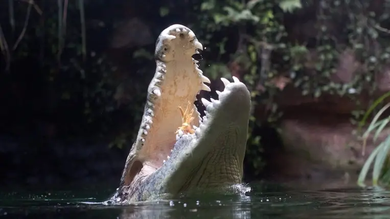 Serpenyővel kólintotta fejbe a támadó krokodilt (Video)