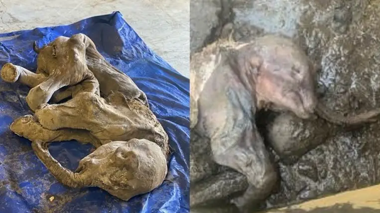 Hihetetlen felfedezést tettek az aranyásók az örök fagy vidékén