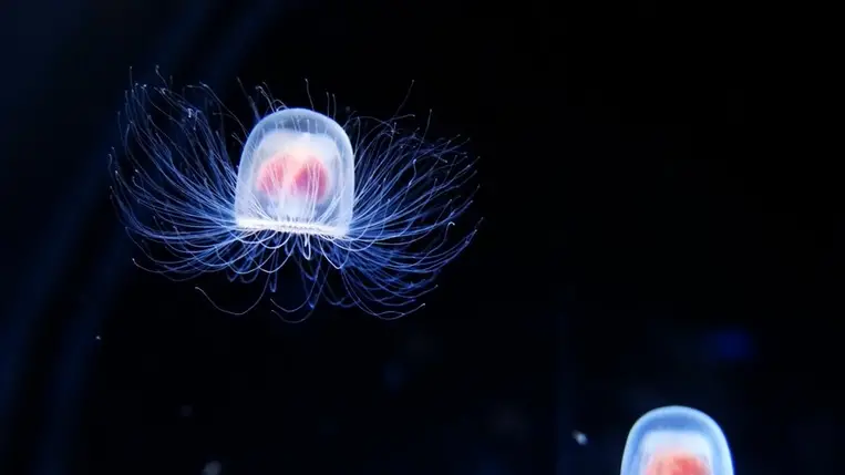 A tudósok felfedezték, hogyan élhetünk akár 200 évig – a kulcs egy „fiatalodó” medúza