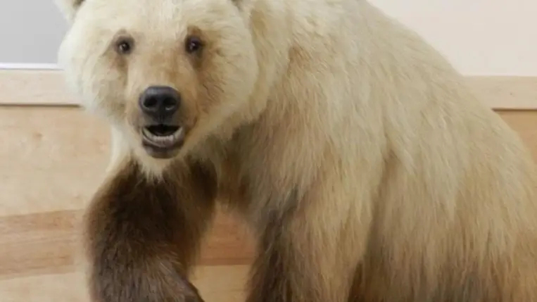 Megmentheti a hibridizáció a veszélyeztetett fajokat a kihalástól?