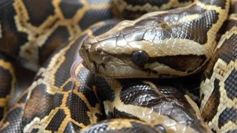 Közel egy mázsás óriáspitont találtak Floridában