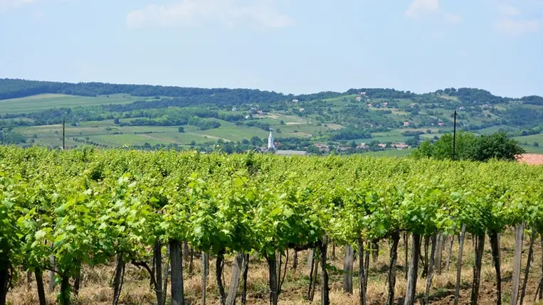 Szabad-e kötözni a szőlőt a növény virágzásakor?