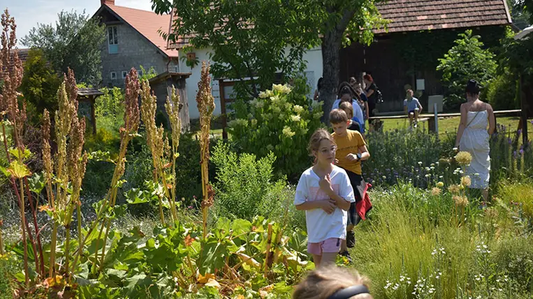 A Pro Cultura Subcarpathica (PCS) civil szervezet a Nagyberegi Tájházban tartott idei első nyári foglalkozásán is ez az illatos növény és gyógynövénytársai játszották a főszerepet.