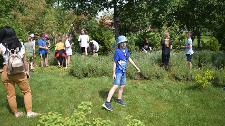 A Pro Cultura Subcarpathica (PCS) civil szervezet a Nagyberegi Tájházban tartott idei első nyári foglalkozásán is ez az illatos növény és gyógynövénytársai játszották a főszerepet.