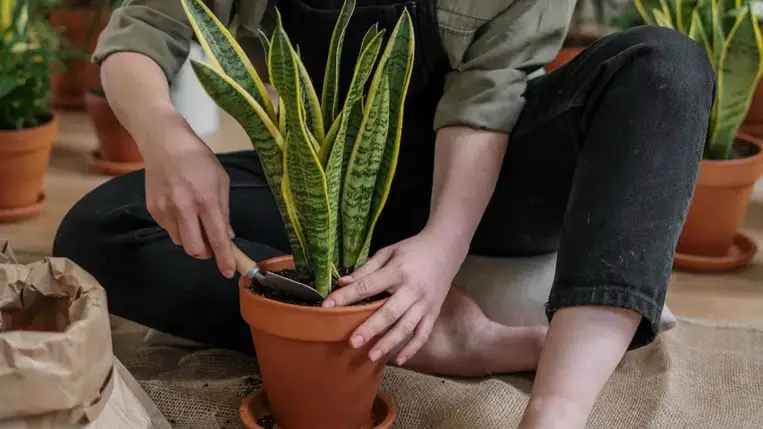  Ilyen sűrűn kellene cserélned a földet a növényeid alatt 