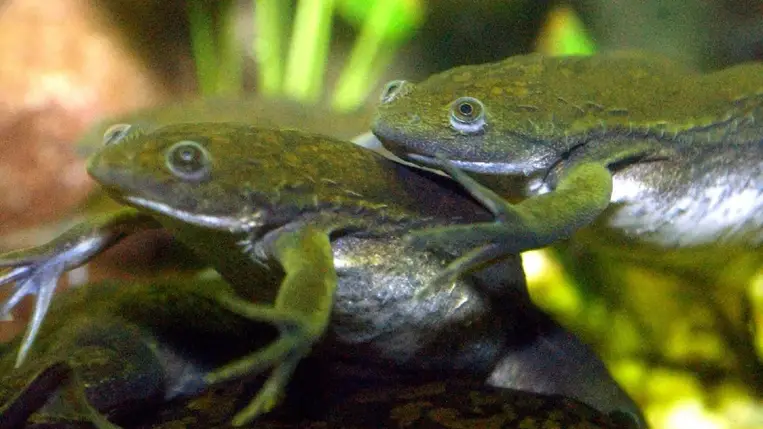Így növesztették újra a békák amputált lábát
