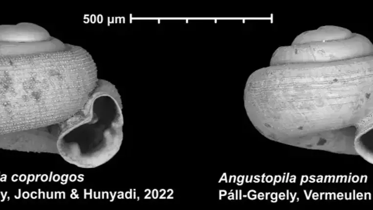 Felfedezték a világ két legkisebb szárazföldi csigafaját