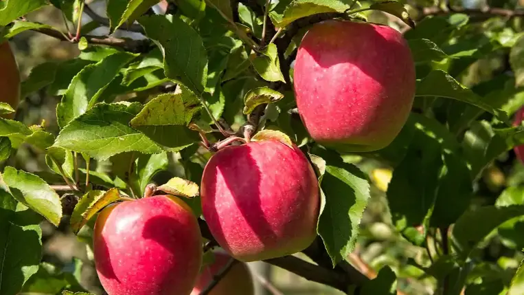 A világ legdrágább almájának darabjáért több ezer forintot is elkérnek