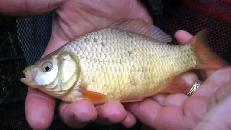 Ez a génmódosított hal lehet a jövő sztárétele