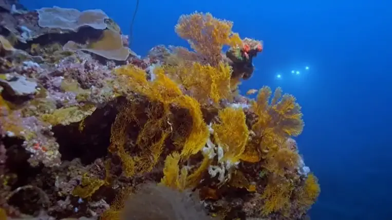 Óriási, érintetlen korallzátonyra bukkantak a kutatók (Video)