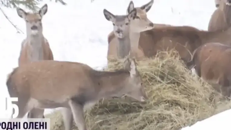 Csaknem száz őzikével gyarapodott a kárpátaljai ökopark 